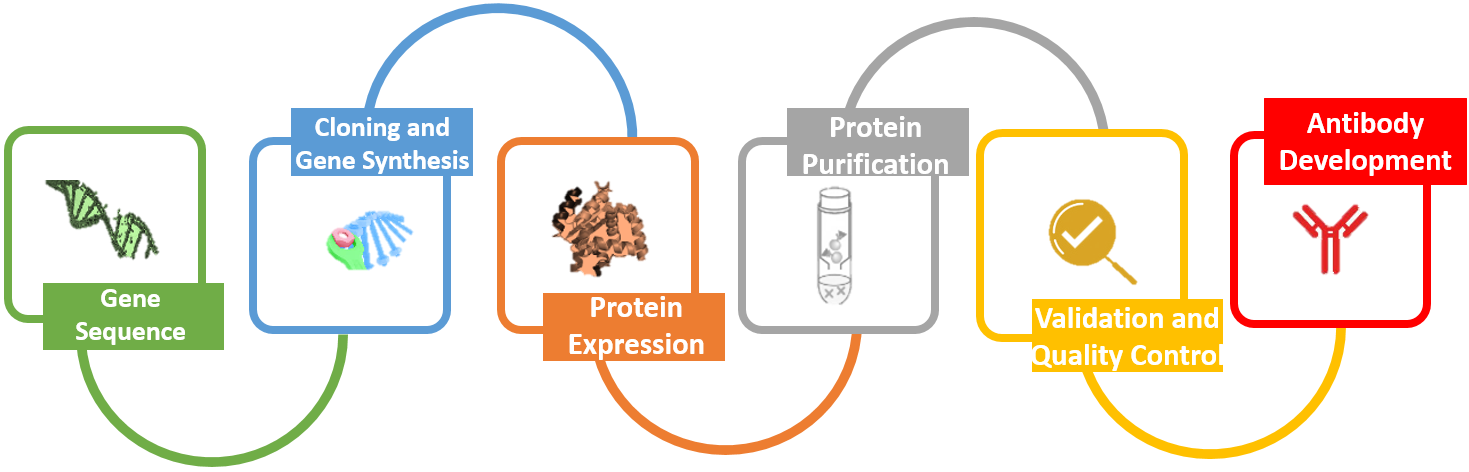 Custom Proteins