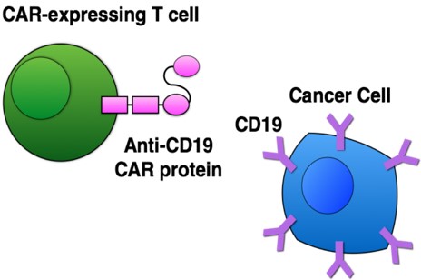 car expressing t-cell