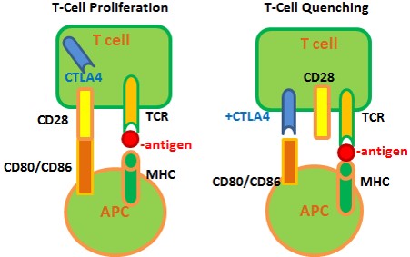 CTLA4 Inhibits T-Cell Proliferation