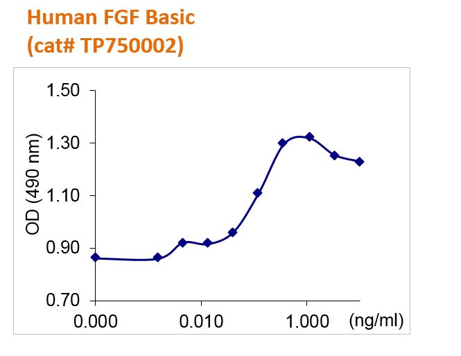 Human FGF Basic
