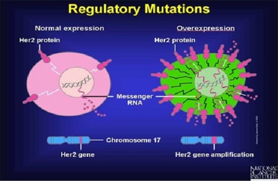regulatory mutations