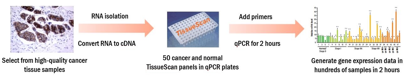 TissueScan cDNA arrays