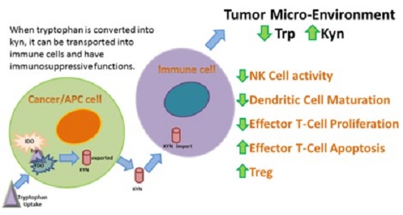 tumor micro-environment
