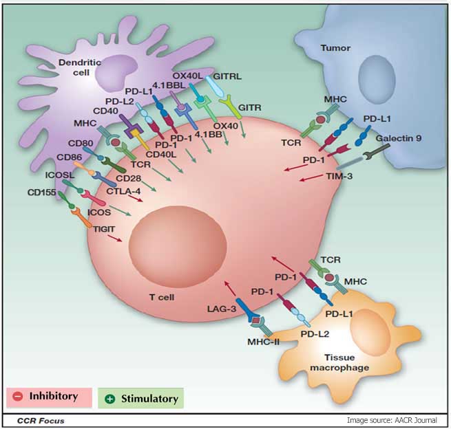 Co-stimulatory and co-inhibitory ligand–receptor interactions between a T cell and a dendritic cell, a tumor cell, and a macrophage, respectively, in the tumor microenvironment