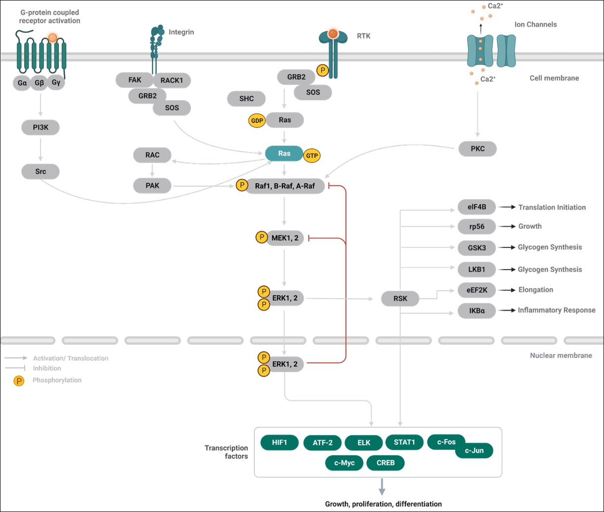 Mapk Erksignaling Pathway