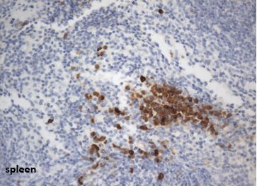 IHC staining of FFPE mouse spleen tissue with OR-5E3