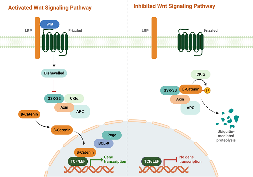 Canonical Wnt Pathway Activation and Inhibition