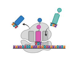 Custom mRNA synthesis