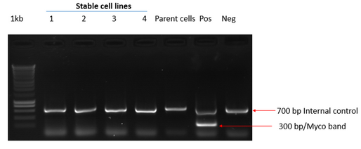 Stable cell lines