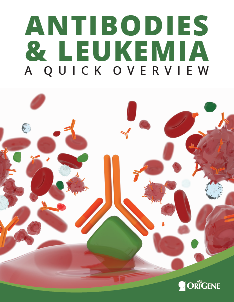 Antibody and leukemia