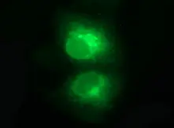CD1C expressing COS7 cells stained with anti-CD1C mouse monoclonal antibody (TA505411)