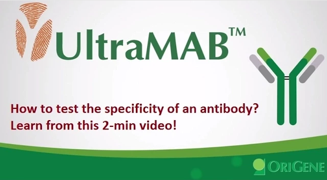 What are UltraSpecific Antibodies?