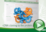Custom Proteins Overview