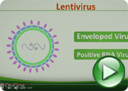 Lentivirus Biosafety