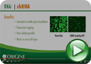 RNAi overview