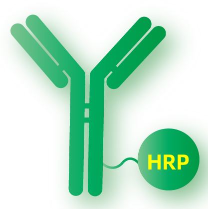 Recombinant human proteins