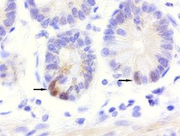 Human small intestine stained with anti-LGR5 monoclonal antibody (UM800104)