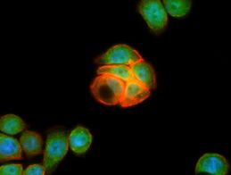 HT29 cells using anti-LGR5 mouse monoclonal antibody (TA503316, green)