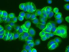 HT-29 cells treated with 30mM LiCl, stained with  anti-β-catenin antibody (UM500015)