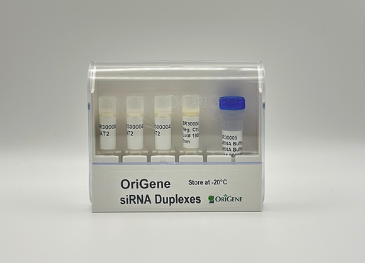 Glutathione Peroxidase 7 (GPX7) Human siRNA Oligo Duplex (Locus ID 2882) Glutathione Peroxidase 7 (GPX7) Human siRNA Oligo Duplex (Locus ID 2882)